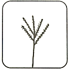 Branches Below Stem Top